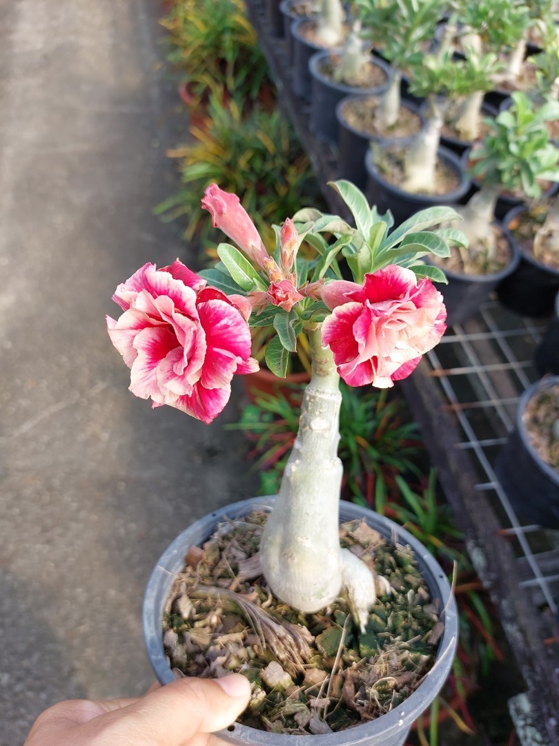 Adenium, Furniture & Home Living, Gardening, Plants & Seeds on Carousell