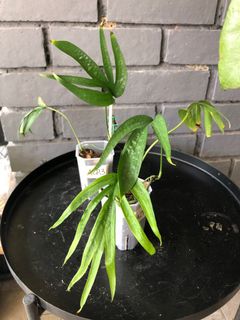 (Category: ) located in . Submitted by leaflet.co (Listing ID 1133778459, Image 1). Description: .
