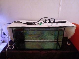 (Category: ) located in . Submitted by discusfishes (Listing ID 1133822594, Image 1). Description: .