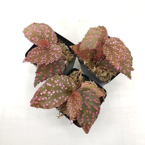 Begonia Hairy Spots Furniture Home Living Gardening Plants Seeds On Carousell