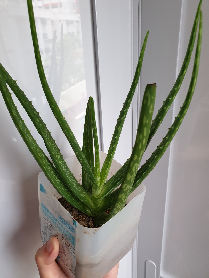 Big Edible Aloe Vera Furniture And Home Living Gardening Plants And Seeds On Carousell 5951