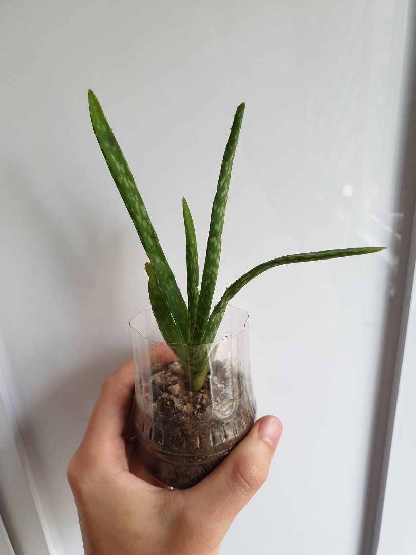 Edible Aloe Vera Furniture And Home Living Gardening Plants And Seeds On Carousell 1535