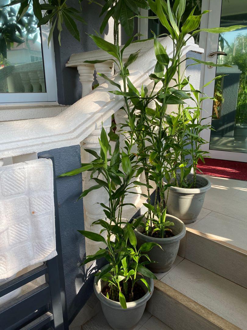 Guan Yin Zhu / Bamboo, Furniture & Home Living, Gardening, Plants