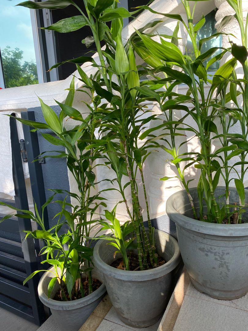 Guan Yin Zhu / Bamboo, Furniture & Home Living, Gardening, Plants