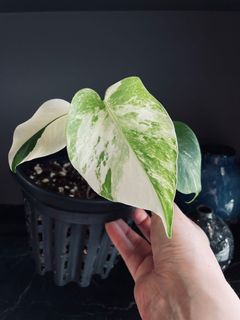 (Category: ) located in . Submitted by pompipiplants (Listing ID 1133893210, Image 1). Description: .