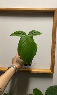 Philodendron Camposportoanum