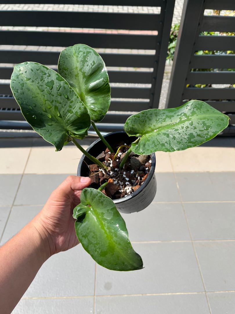 philodendron rugosum aberrant form, Furniture & Home Living, Gardening