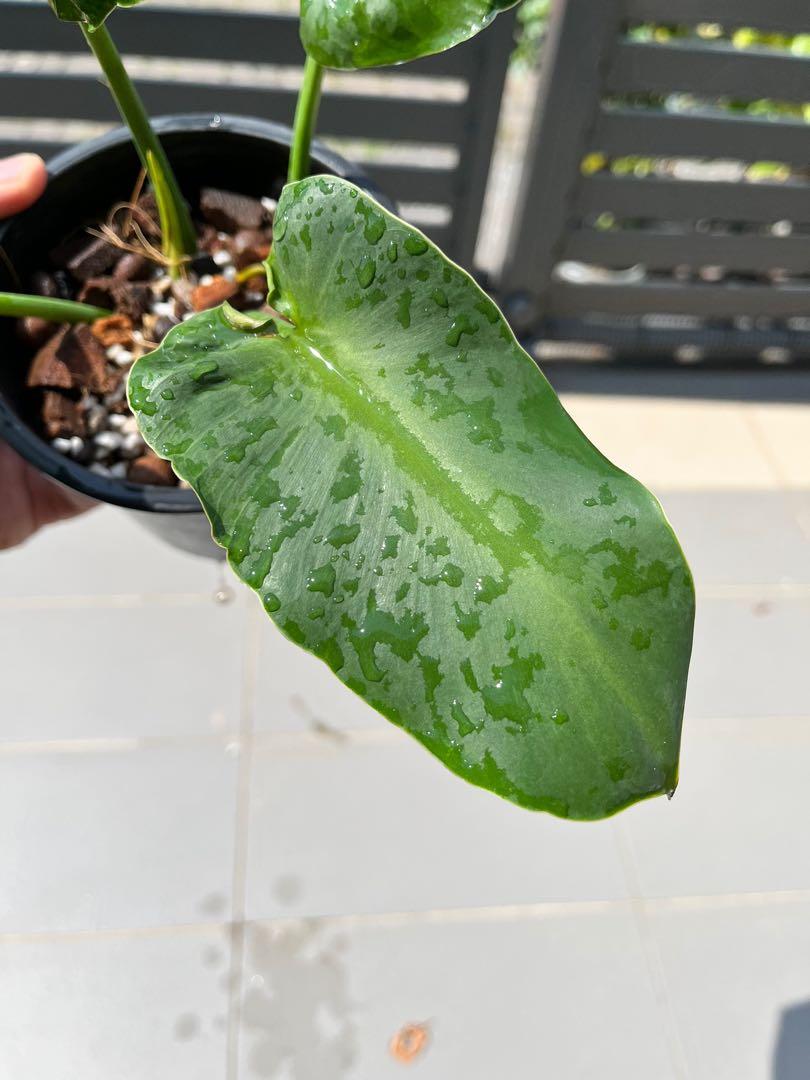 philodendron rugosum aberrant form, Furniture & Home Living, Gardening