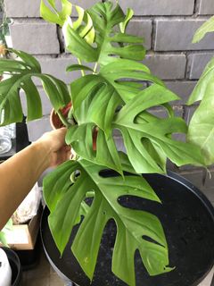 (Category: ) located in . Submitted by leaflet.co (Listing ID 1128946461, Image 1). Description: .