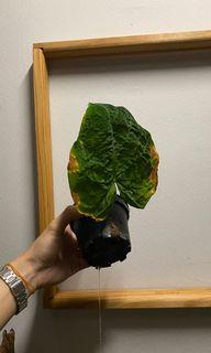 Verucosum 2