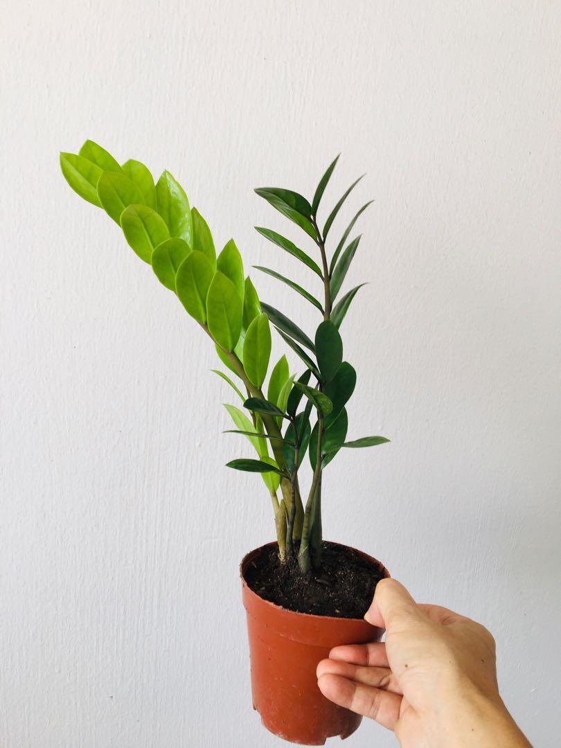 Zamioculcas Zamiifolia (height 42cm) Natural Air Purifier Zanzibar