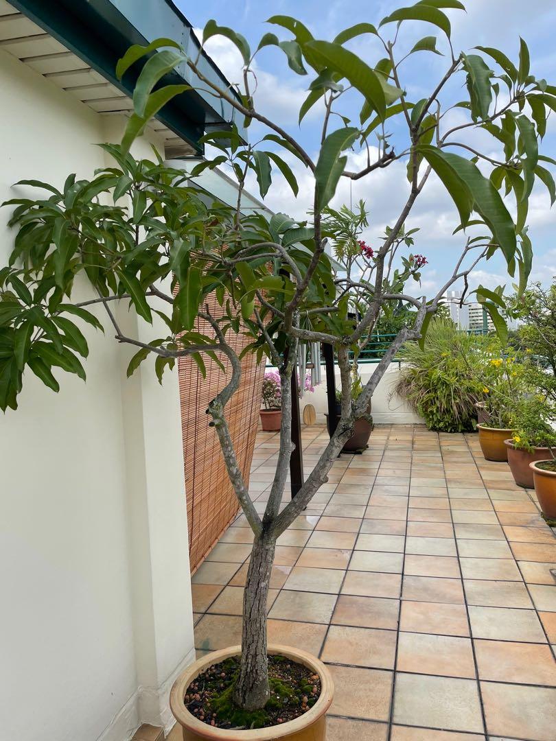A 1.7m Fruitful mongo tree in a 50cm clay pot, Furniture & Home Living ...