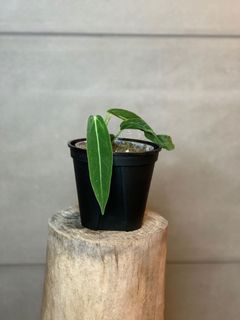 （分類：）位於 。 由 lostinaroid 提交（商品編號 1134118039，圖片 1）。簡介： 。