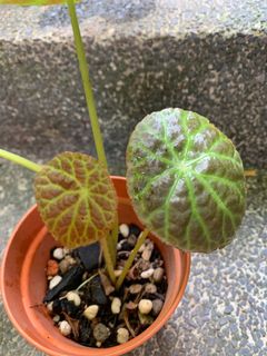 (Category: ) located in . Submitted by tiny_tropicaljungle (Listing ID 1133963561, Image 1). Description: .