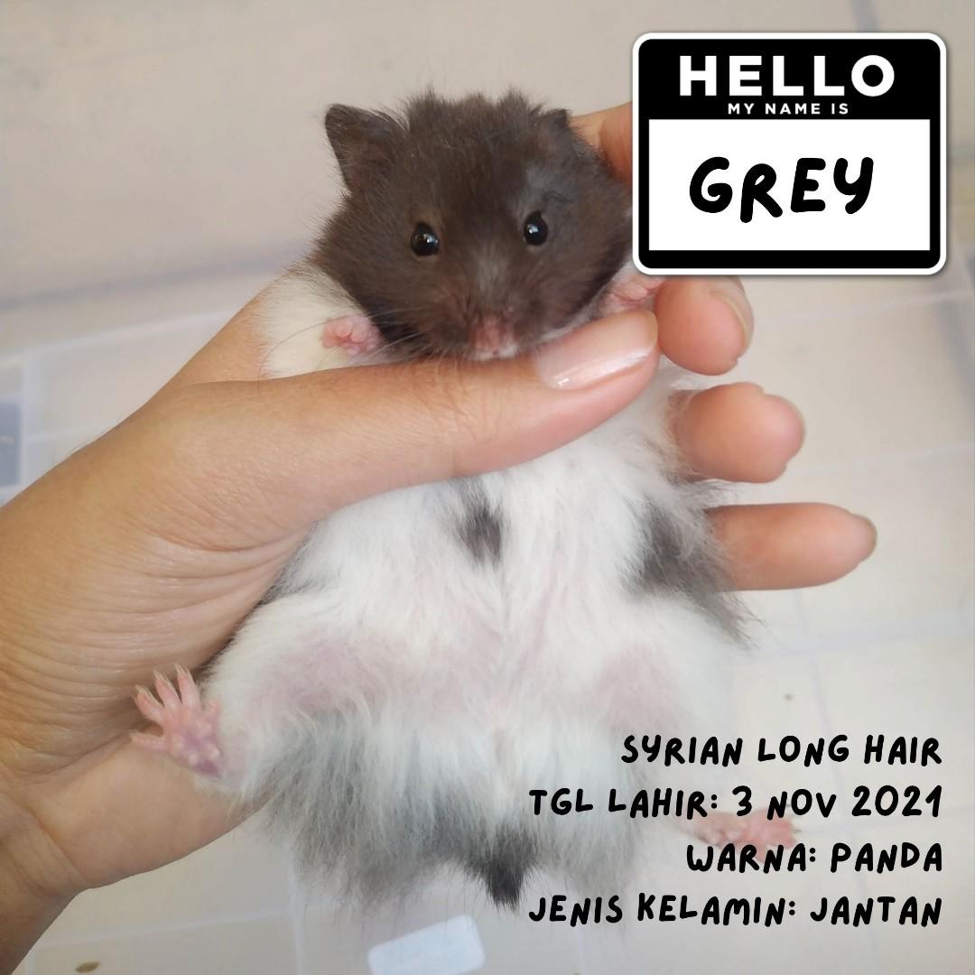 Harga hamster hot sale syrian long hair