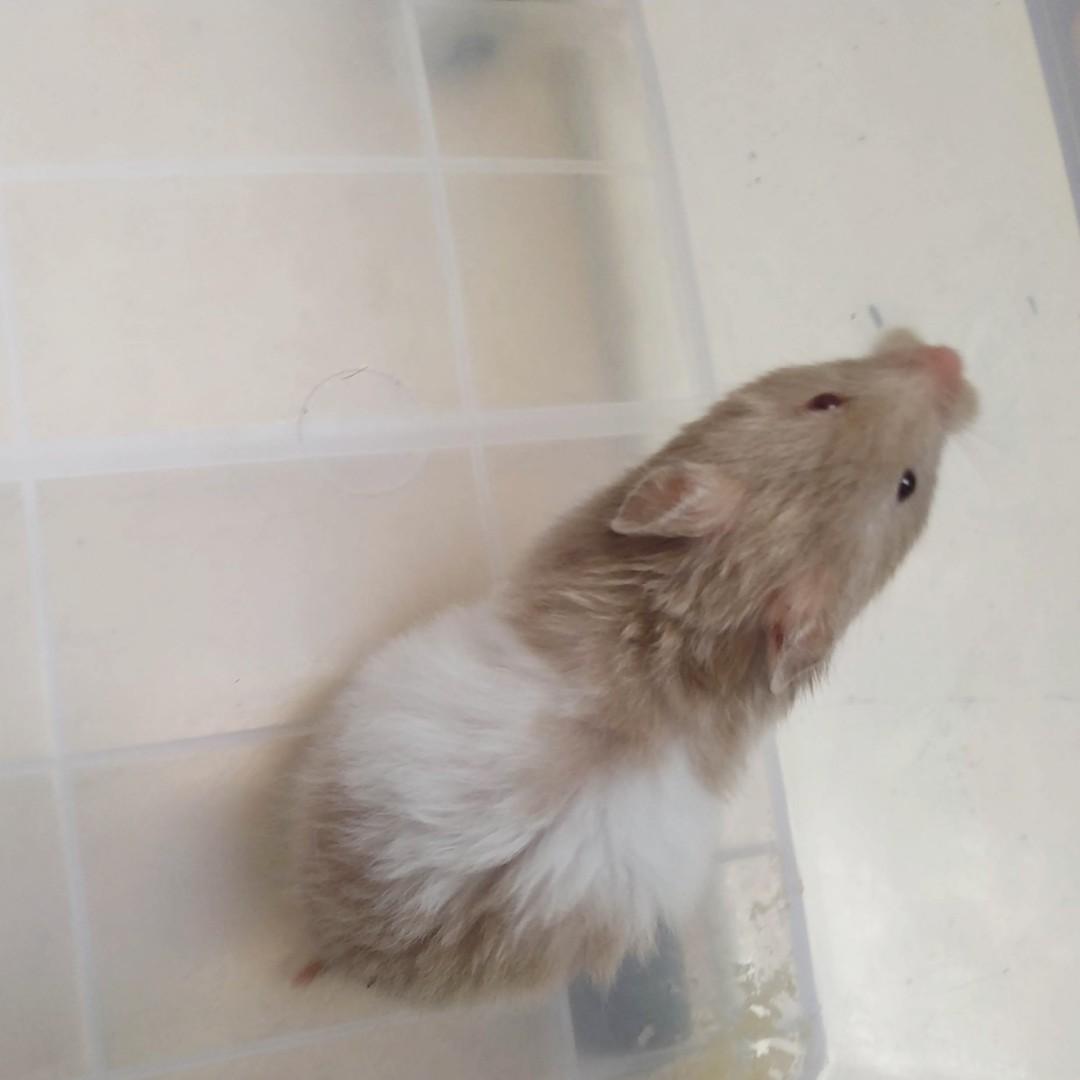 Hamster Syrian Semi Long Hair Perlengkapan Hewan Makanan Hewan
