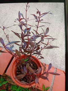(Category: ) located in . Submitted by herb_garden (Listing ID 1134005661, Image 1). Description: .