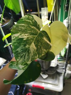 (Category: ) located in . Submitted by ehppp (Listing ID 1134098337, Image 1). Description: .