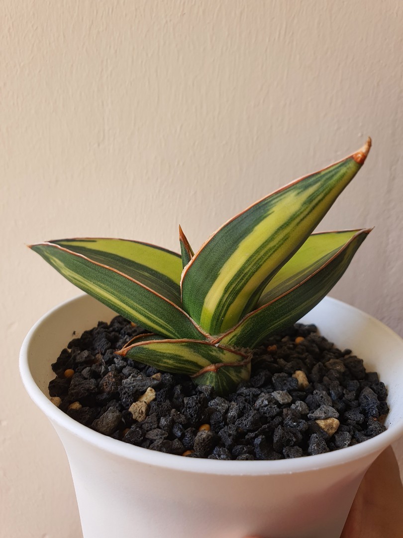 Sansevieria Samurai Dwarf Variegated Furniture And Home Living Gardening Plants And Seeds On 