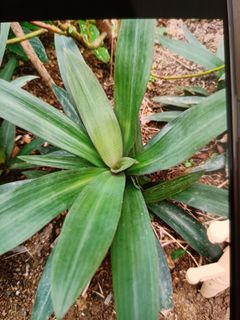 (Category: ) located in . Submitted by herb_garden (Listing ID 1134009138, Image 1). Description: .