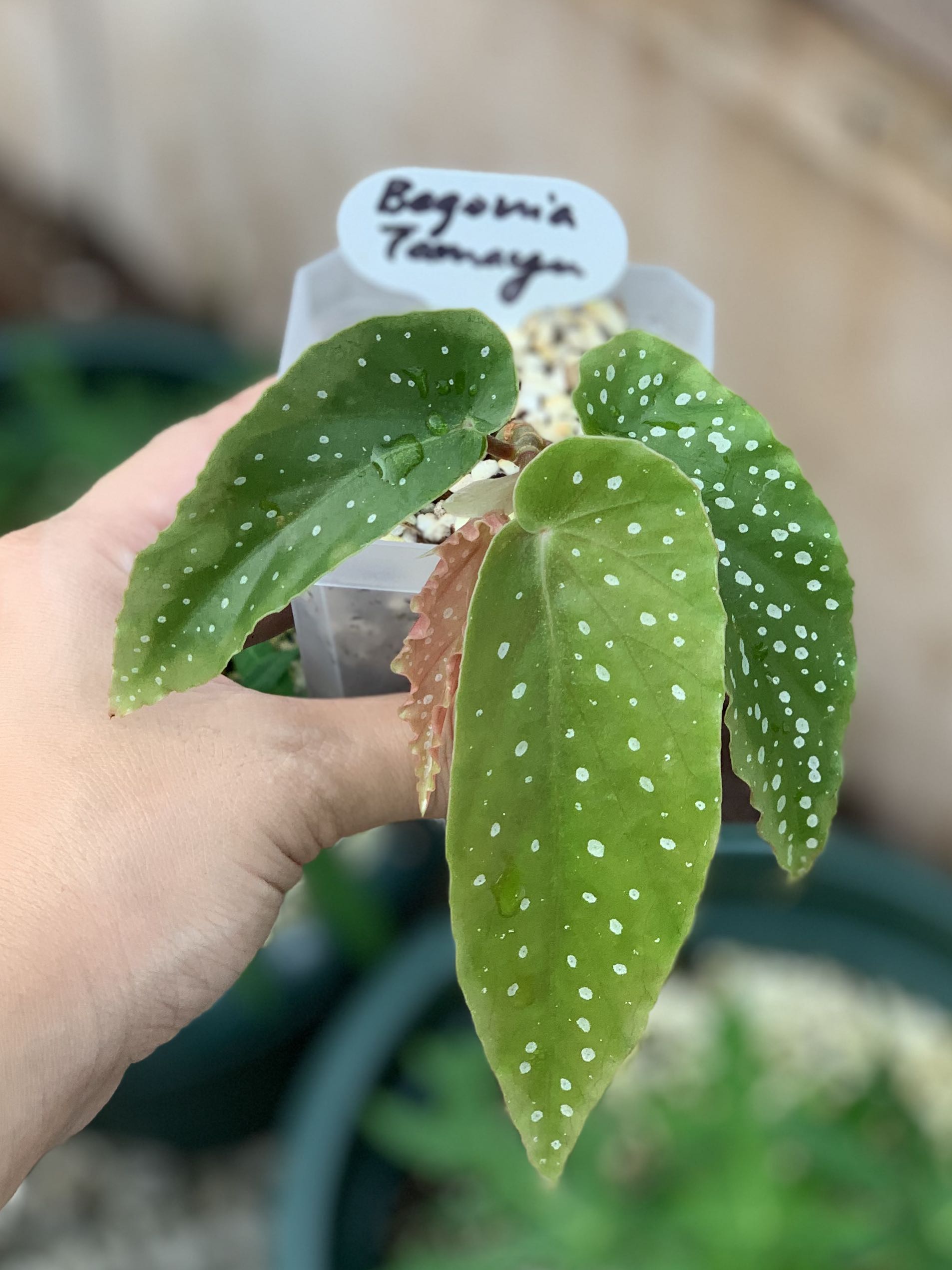 Begonia tamaya, Furniture & Home Living, Gardening, Plants & Seeds on