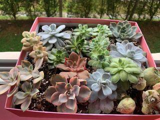 *CLEARANCE* Assorted Succulents #1