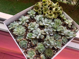 *CLEARANCE* Assorted Succulents #2