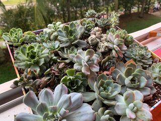 *CLEARANCE* Assorted Succulents #3