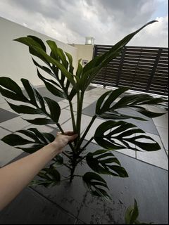 (Category: ) located in . Submitted by potfoliage (Listing ID 1134275649, Image 1). Description: .