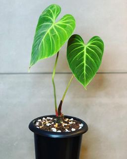 （分類：）位於 。 由 lostinaroid 提交（商品編號 1134200989，圖片 1）。簡介： 。