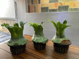 (Category: ) located in . Submitted by plantsparty (Listing ID 1134185314, Image 1). Description: .