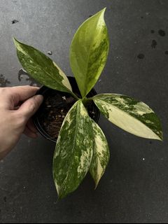 (Category: ) located in . Submitted by potfoliage (Listing ID 1134260651, Image 1). Description: .