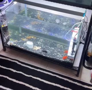 (Category: ) located in . Submitted by le_mp (Listing ID 1129423178, Image 1). Description: .