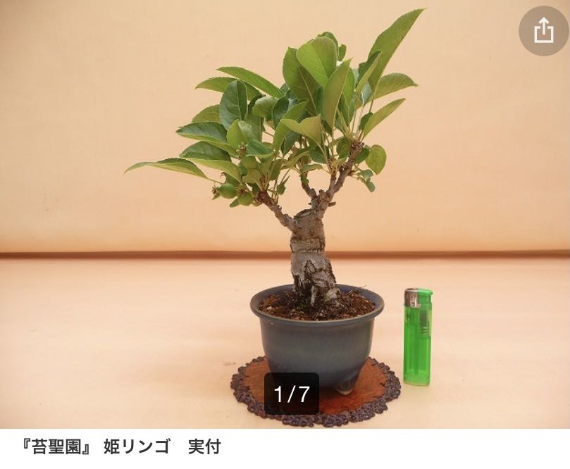 『苔聖園』　真柏　９