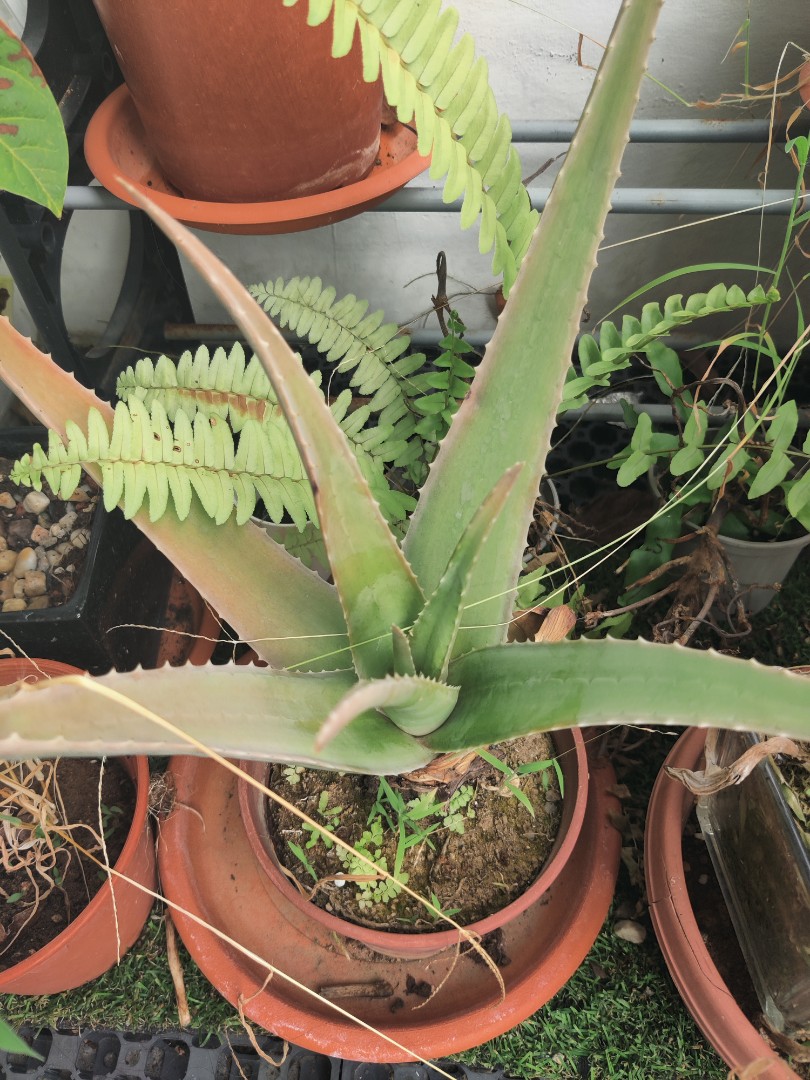 Gallery Aloe vera plant ☘️, Furniture & Home Living, Gardening, Plants ... is free HD wallpaper.
