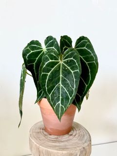 （分類：）位於 。 由 greenhouse.collection 提交（商品編號 1129317222，圖片 1）。簡介： 。