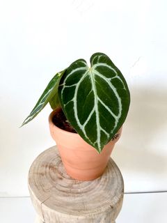 （分類：）位於 。 由 greenhouse.collection 提交（商品編號 1129319456，圖片 1）。簡介： 。