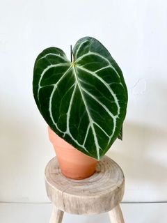 （分類：）位於 。 由 greenhouse.collection 提交（商品編號 1129324720，圖片 1）。簡介： 。
