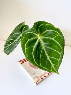 （分類：）位於 。 由 greenhouse.collection 提交（商品編號 1129318248，圖片 1）。簡介： 。