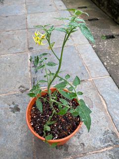 (Category: ) located in . Submitted by gardenertang (Listing ID 1129352388, Image 1). Description: .
