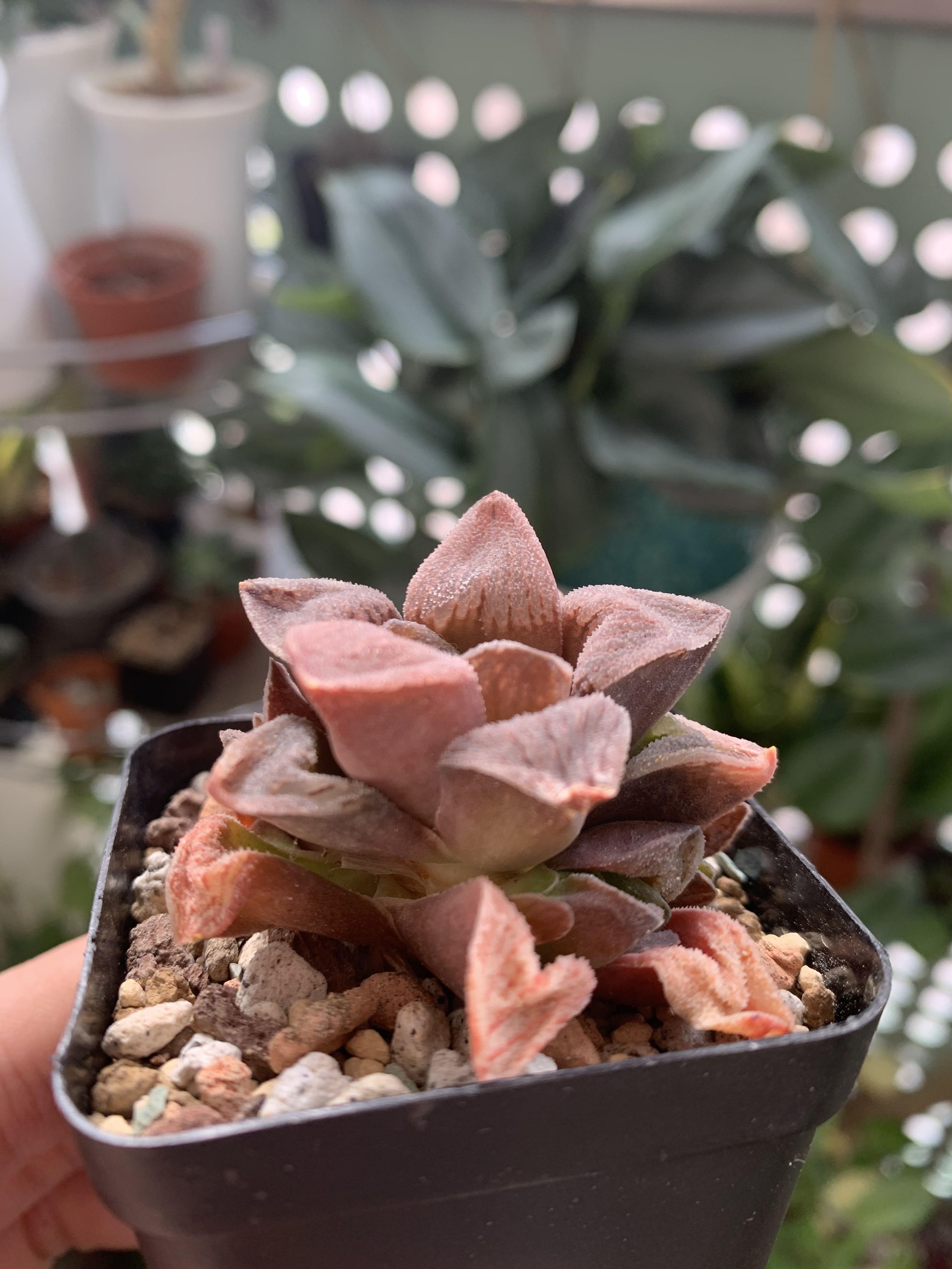 Haworthia red Heidelbergensis hybrid, succulent, Furniture & Home