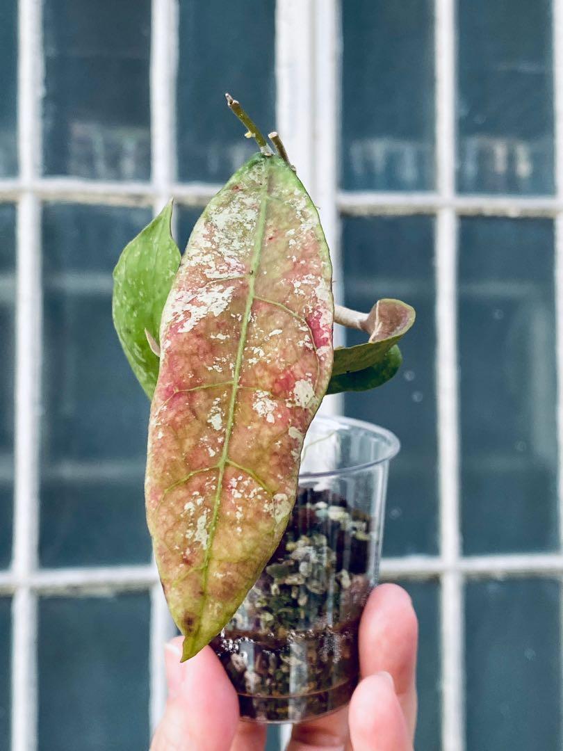 Hoya peninsularis calorie mate