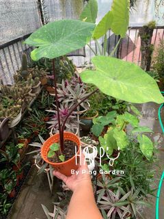 (Category: ) located in . Submitted by jasminekhlim (Listing ID 1129313272, Image 1). Description: .