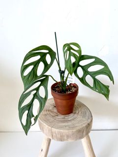 （分類：）位於 。 由 greenhouse.collection 提交（商品編號 1129324012，圖片 1）。簡介： 。