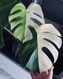 (Category: ) located in . Submitted by pompipiplants (Listing ID 1129375645, Image 1). Description: .