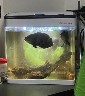 (Category: ) located in . Submitted by aiizservices (Listing ID 1129394318, Image 1). Description: .