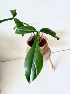 （分類：）位於 。 由 greenhouse.collection 提交（商品編號 1129322138，圖片 1）。簡介： 。