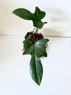 （分類：）位於 。 由 greenhouse.collection 提交（商品編號 1129320482，圖片 1）。簡介： 。