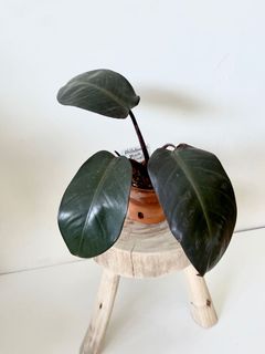 （分類：）位於 。 由 greenhouse.collection 提交（商品編號 1129321096，圖片 1）。簡介： 。