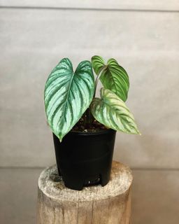 （分類：）位於 。 由 lostinaroid 提交（商品編號 1129274025，圖片 1）。簡介： 。